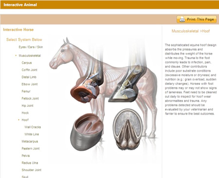 Equine Interactive Health feature on EquiHealth