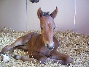 Foal